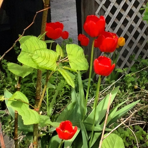 Tulips Nelson, British Columbia Canada