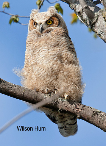 Juvenile Great Horned Owl Ottawa, ON