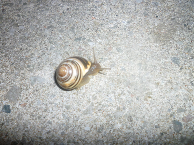 Snail Mississauga, ON