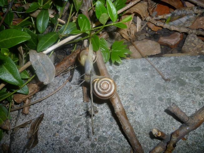 2 Snails Mississauga, ON
