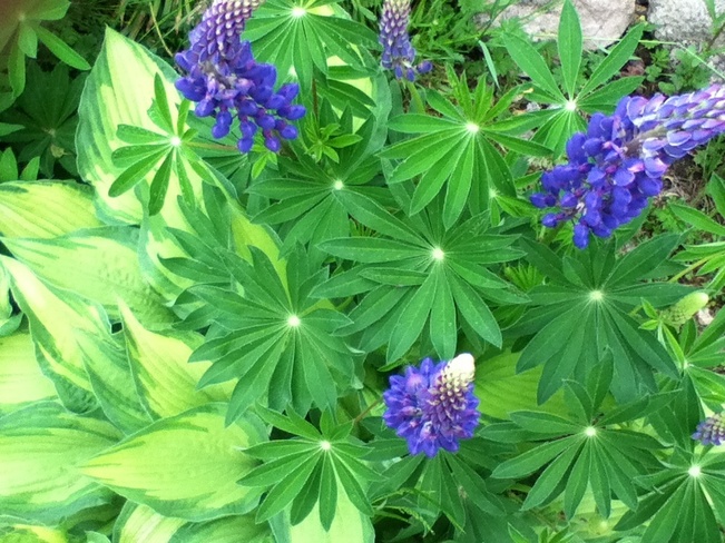 Lupin Time! North Vancouver, British Columbia Canada