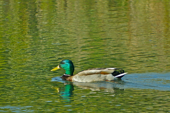 Ducks and Geese Prince's Island Park, Eau Claire Avenue Southwest, Calgary, AB