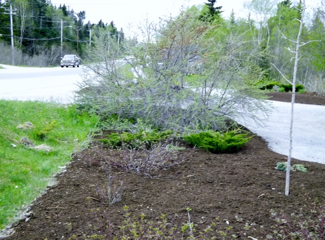 Gardening Project Complete_1b Main St Pasadena NL A0L 1K0