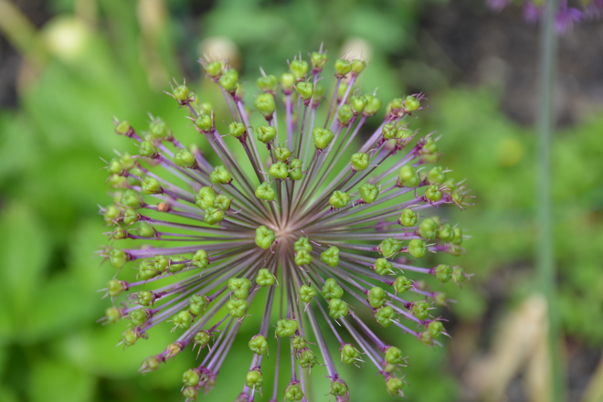 Love the Alium flower in all stages! St. Catharines, ON, Canada