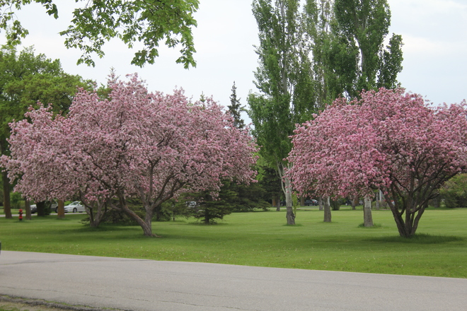 Lilacs in Bloom, Assiniboine Park Lorimer Lane, Winnipeg, MB R3H 1B8, Canada