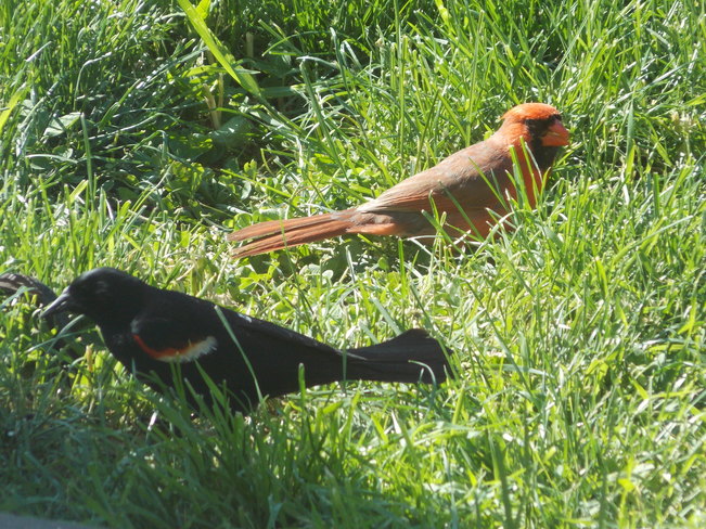 cardinal and red winged blackbird London, ON