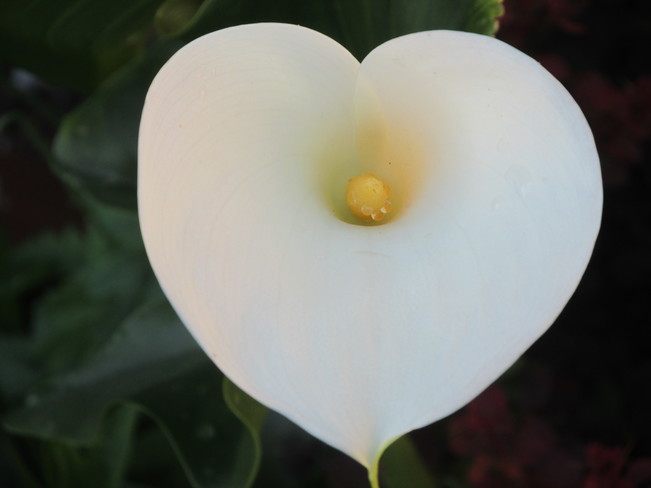 heart-shaped calla lily Surrey, BC