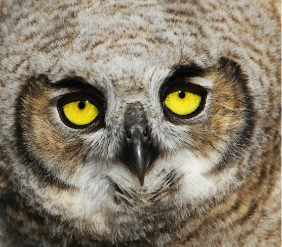owl eyes Brooks, AB