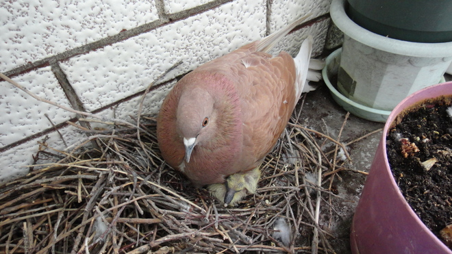 Maman pigeonne qui protege ses petits Montréal-Nord, Montréal, QC