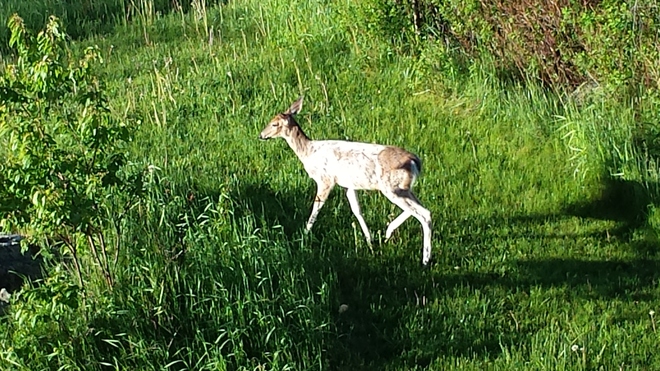 White Deer Saint John, NB