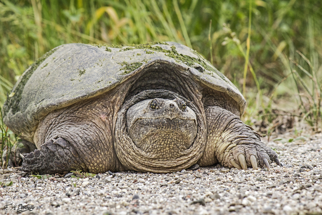 Dinosaurs among us: Snapping Turtle Port Elmsley, ON