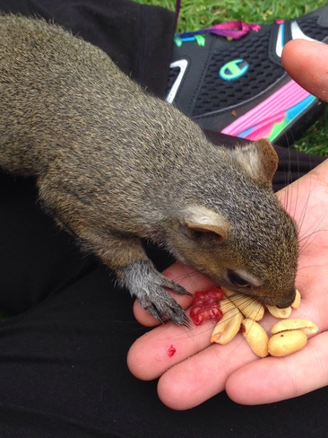 Baby Squirrel London, Ontario Canada