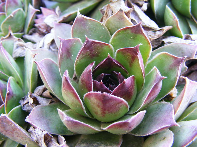 hens and chicks St. Catharines, ON