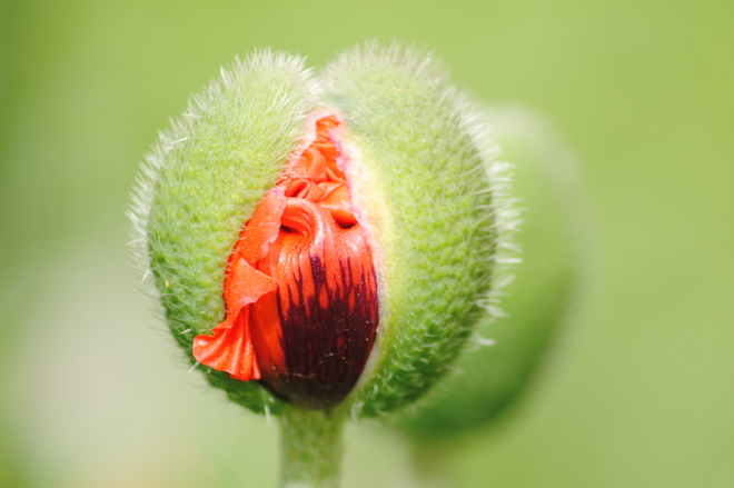 Face in a Poppy Seed Pod Kingston, ON