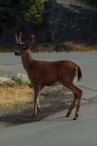 Hello Deer Langford, British Columbia Canada
