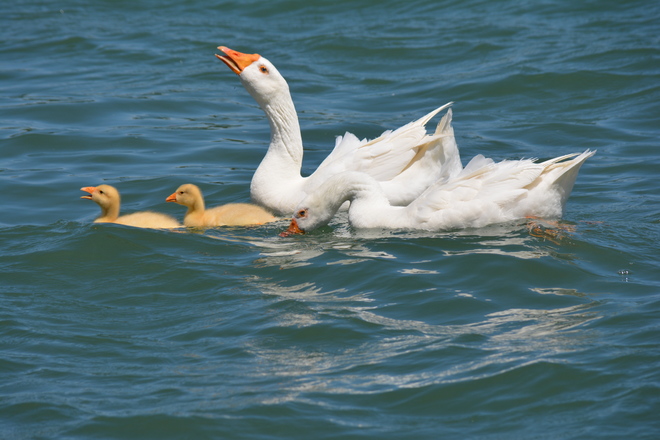 White Geese and Goslings! St. Catharines, ON