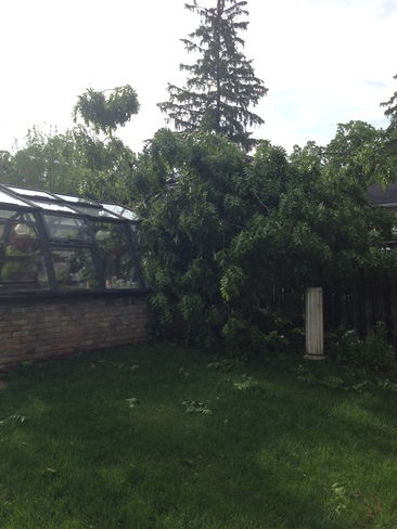 Tree fallen on greenhouse N3L 2N3