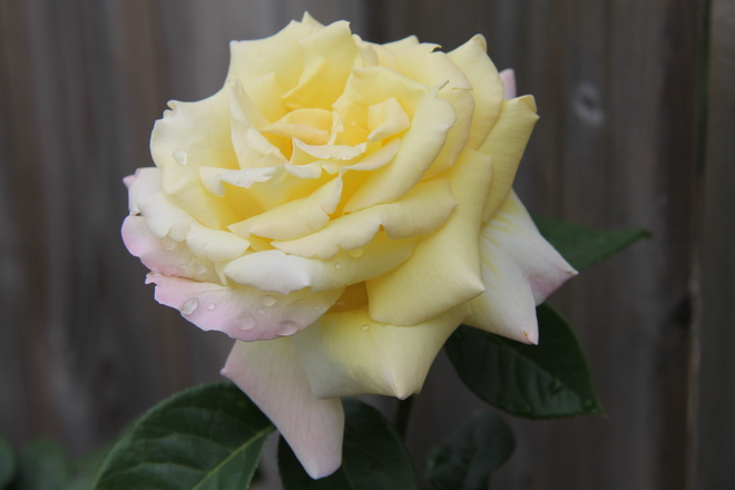 Beautiful Rose Windsor, ON