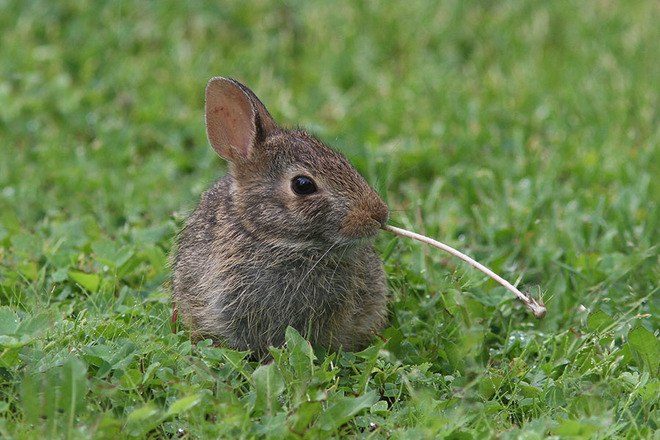 Cute as a Bunny Lancaster, Ontario Canada