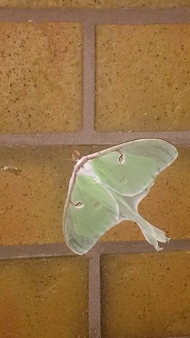 Luna Moth Peterborough, ON