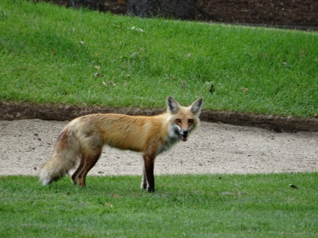 friendly fox Ancaster, Hamilton, Ontario