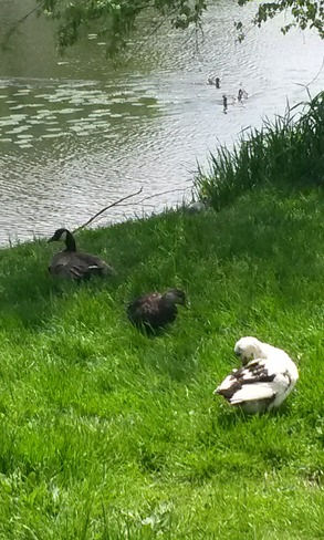 Duck, Duck, Goose Burton's Pond, St. John's, NL