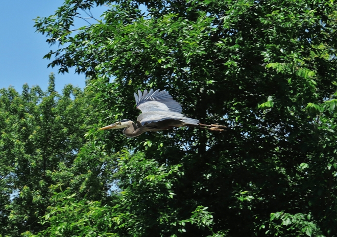 Camera shy Great Blue Heron flies off. Kate Pace Way, North Bay, ON P1B 8Z4, Canada