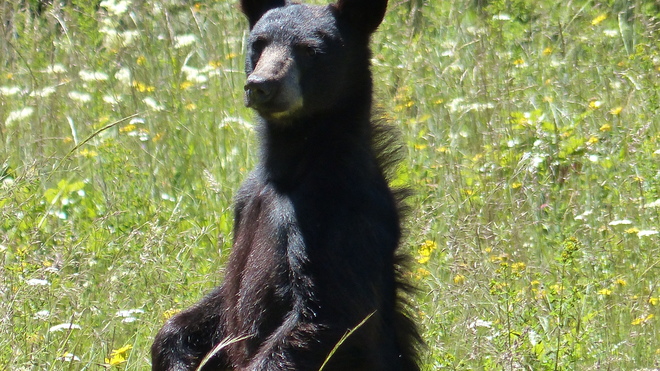 Bear having a sit down Grand Forks, BC