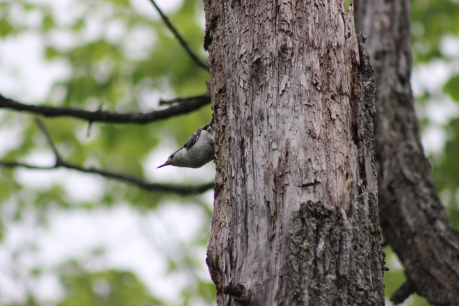 White breasted Nuthatch Tom Taylor Trail, Aurora, ON