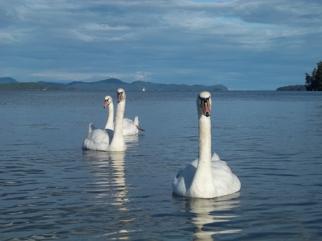 Curious swans Salt Spring Island, BC