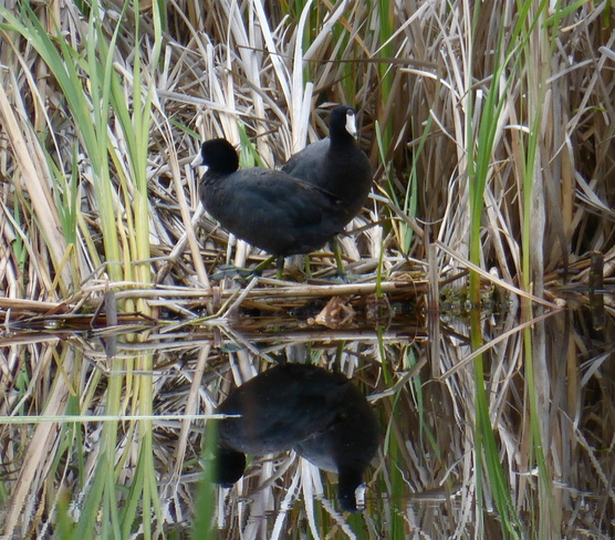 TWO HEADED COOT? 