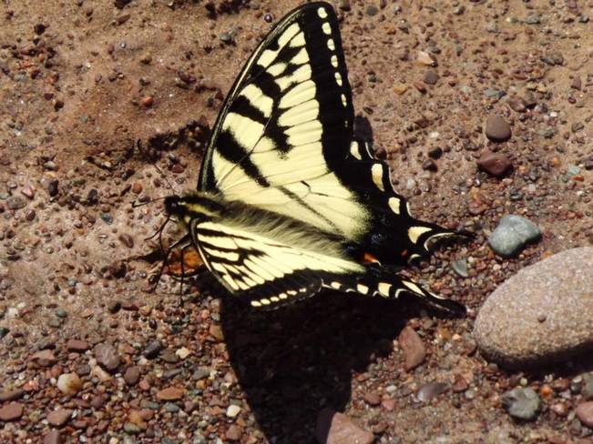 butterfly Saint John, New Brunswick Canada