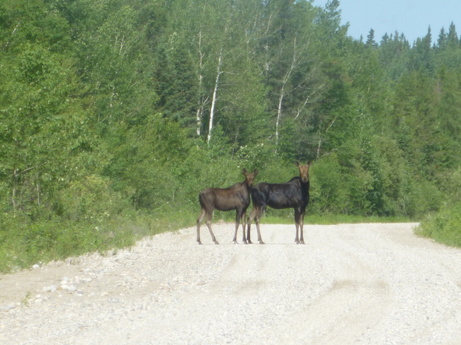 Moose Sault Road, Manitouwadge, ON P0T, Canada
