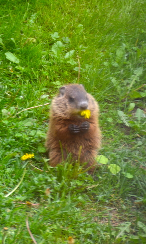 Stop, smell and eat the flowers! Schomberg, ON