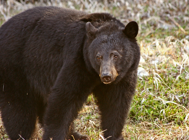 Black Bear Penticton, BC