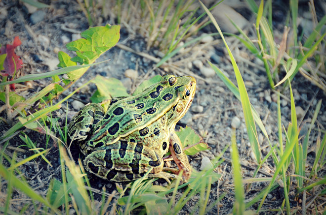 Frogs Brandon, MB