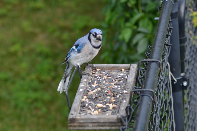 Blue Jay with a plate full of seeds Granite House, Caledon Ontario