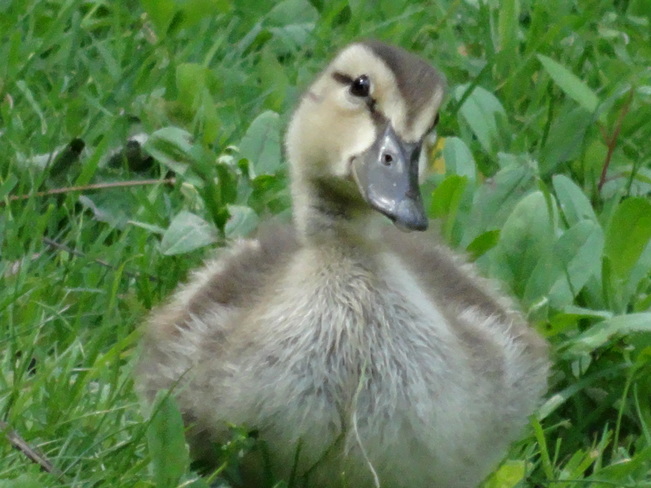 If you're cute and you know it, quack your bill. Cambridge, Ontario