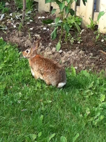 Bunny Rabbit North York, Ontario Canada