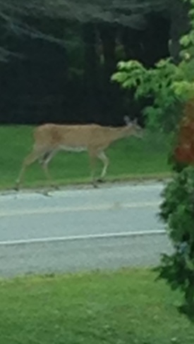 why did the deer cross the road Delta, Ontario Canada