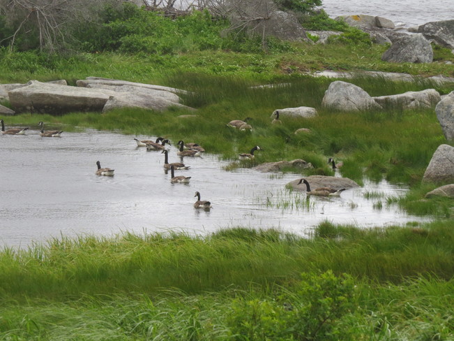 Canadian Geese Nova Scotia