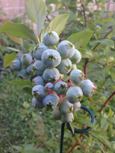 Blueberries Montréal, Quebec Canada