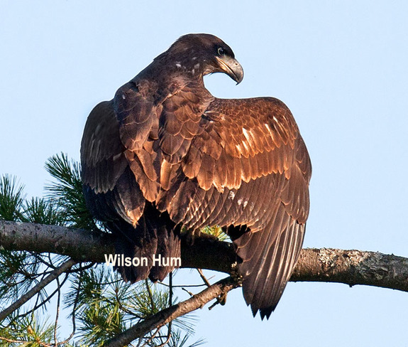 Juvenile bald eagle Ottawa, Ontario Canada