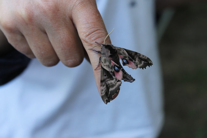 Beautiful moth Missinaibi Provincial Park, Algoma, Unorganized, North Part, ON
