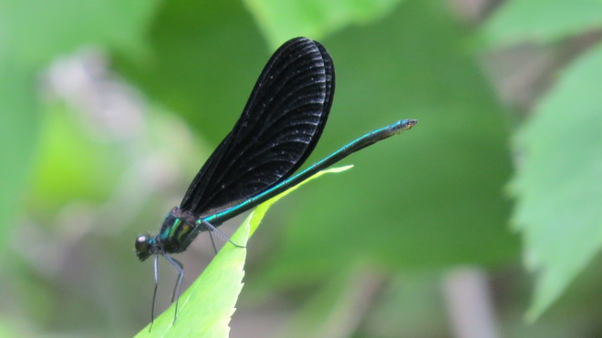 Ebony Jewelwing Dragonfly Kagawong, ON