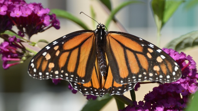 Monarch Butterfly! St. Catharines, ON