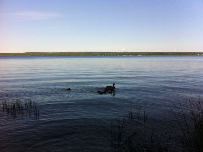 ducks Balmy Beach, Ontario Canada