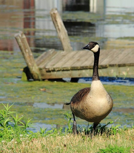 Canadian Goose Woodstock, Ontario Canada