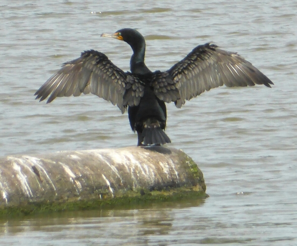 A cormorant stretching his wings Vancouver, BC