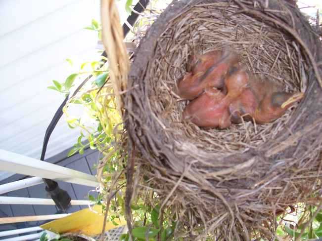 3-4 day old Baby robins Bonfield, ON